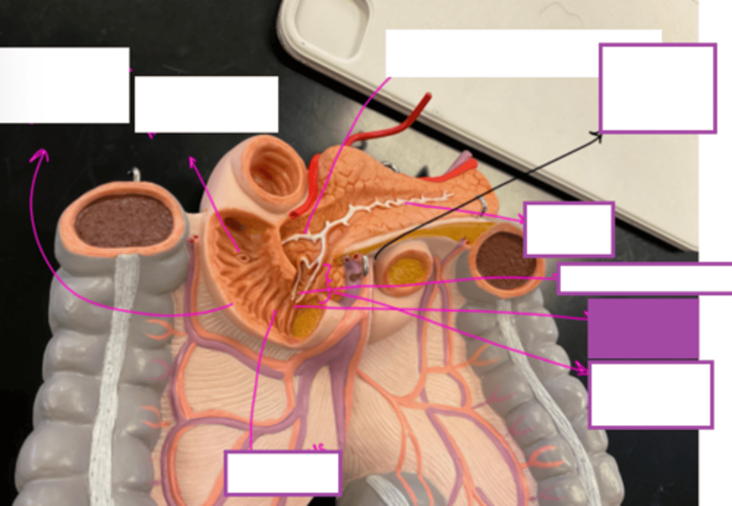 knowt flashcard image