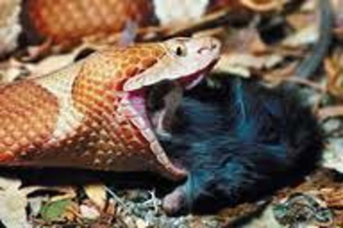 <p>The second trophic level where organisms obtain their energy by consuming herbivores</p>