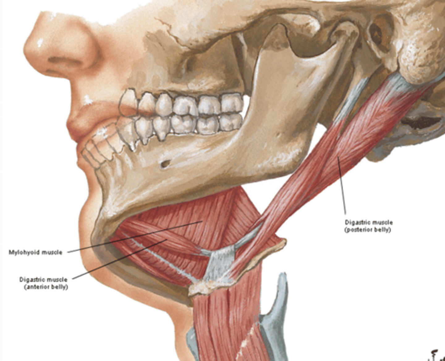 <p>What does the Digastric muscles of the suprahyoid muscles attach to? What is its fuction?</p>