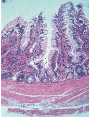 <p>Identify the structure:</p><p>Specie:</p><p>Stain used:</p>