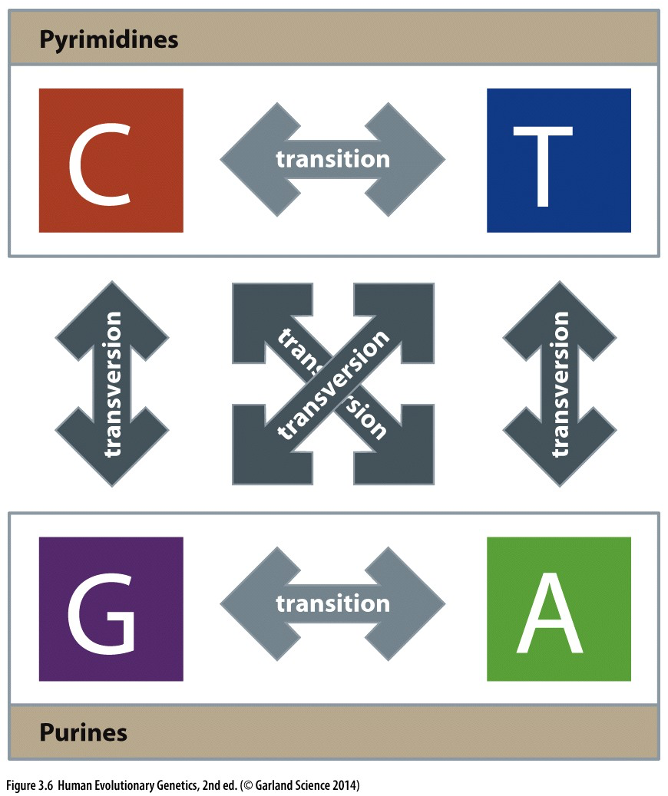 <ul><li><p>At a single nucleotide, there are only four states (T, C, A, G)</p></li><li><p>Multiple rates of change from each nucleotide to every other one (<span>some mutations are more likely than others)</span></p></li></ul><p></p>
