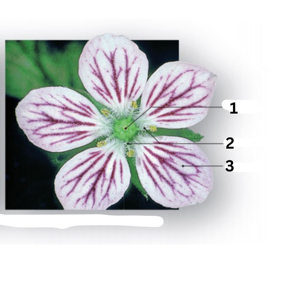 <p>Is this flower a monocot or dicot?</p>