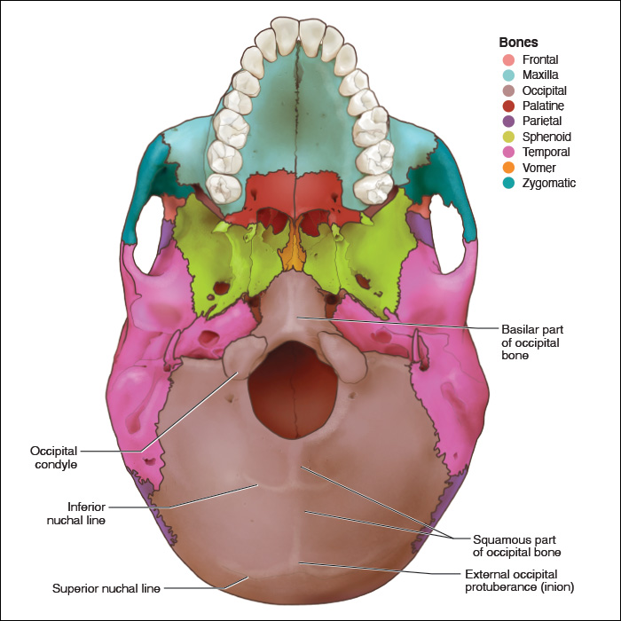 <p><span>oval-shaped bony structure on the underside of the occipital bone that connects the skull to the vertebral column</span></p>