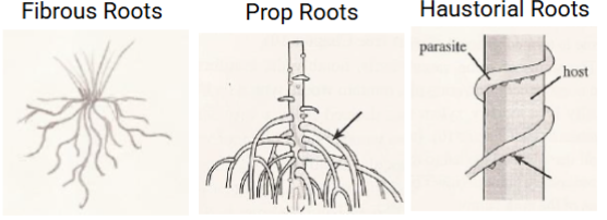 <p>Adventitious root types</p>