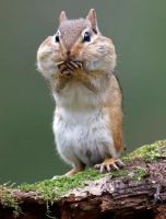 <p>What is the Body Symmetry of this organism?</p>