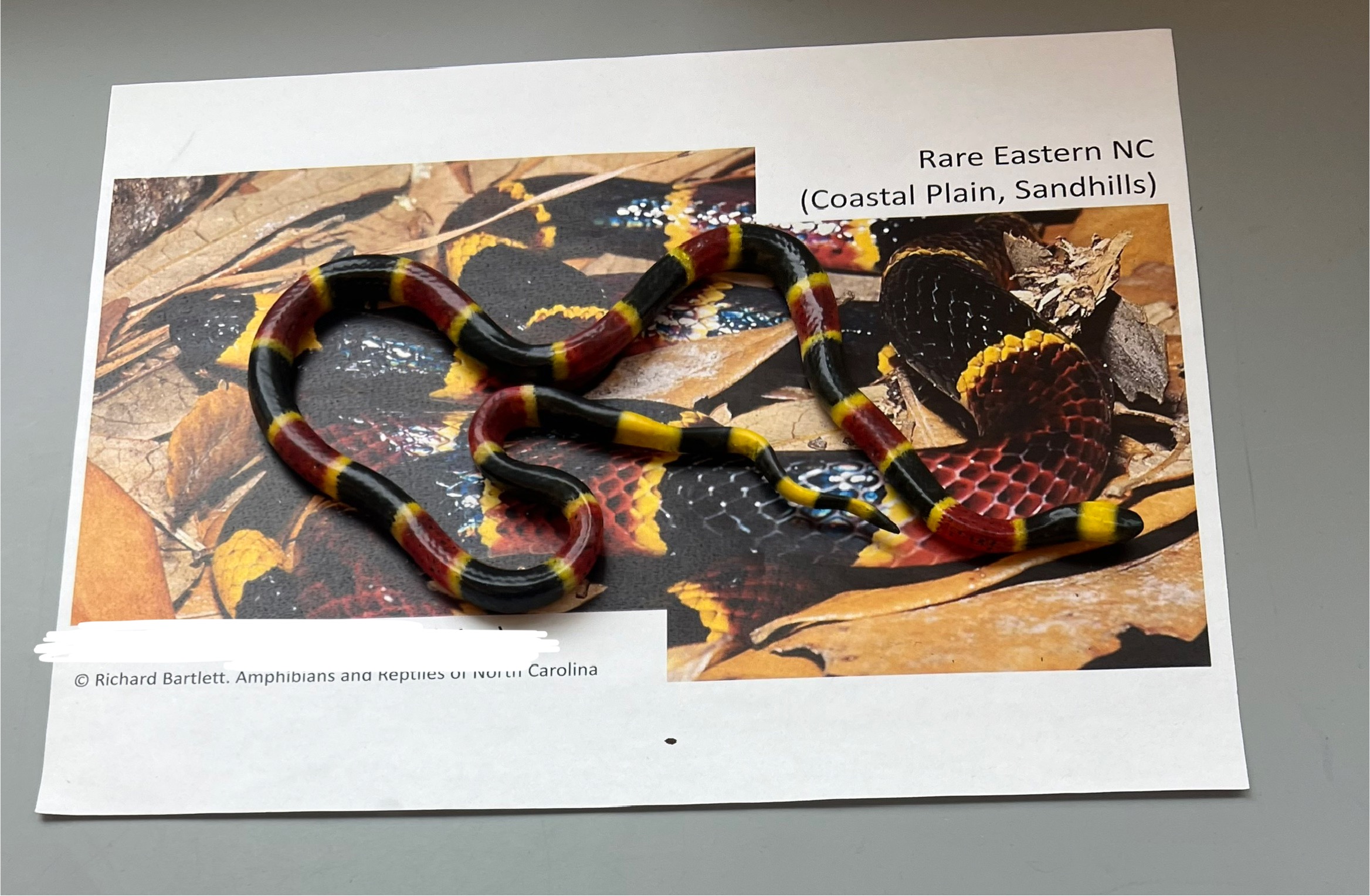 <p>What are the common and scientific names of this animal?</p>