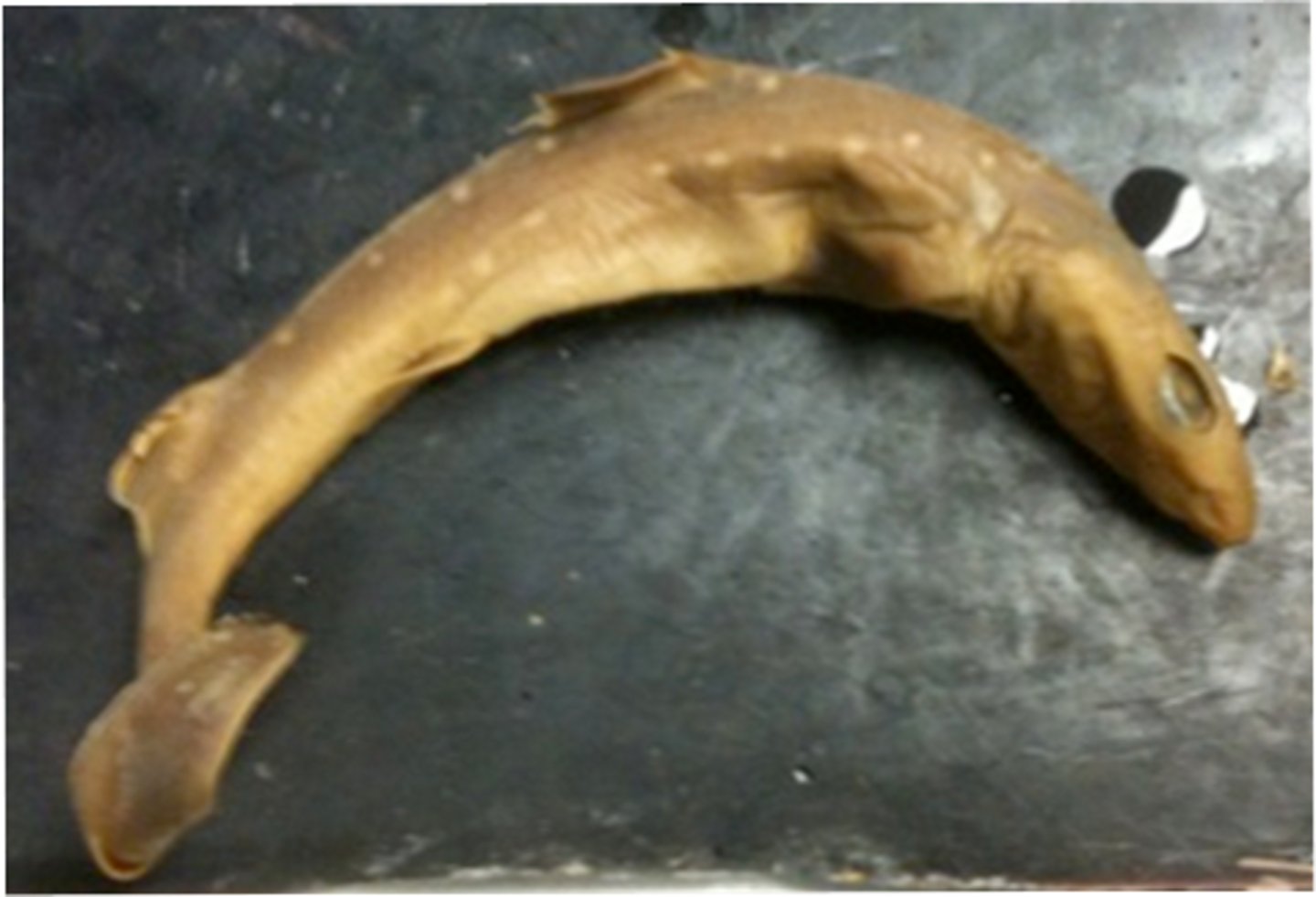 <p>Dogfish sharks</p>