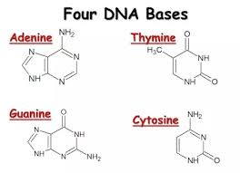 <p>Adenine, thymine, cytosine, and guanine. </p>