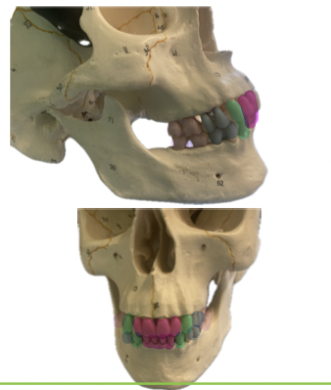 <p>human dental formula</p>