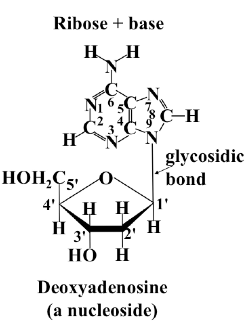 Same structure as a nucleotide, the base is connected to C1 of the ribose via a β-N-glycosidic bond, but no phosphate is present. Can be ribonucleosides or deoxyribonucleosides.
