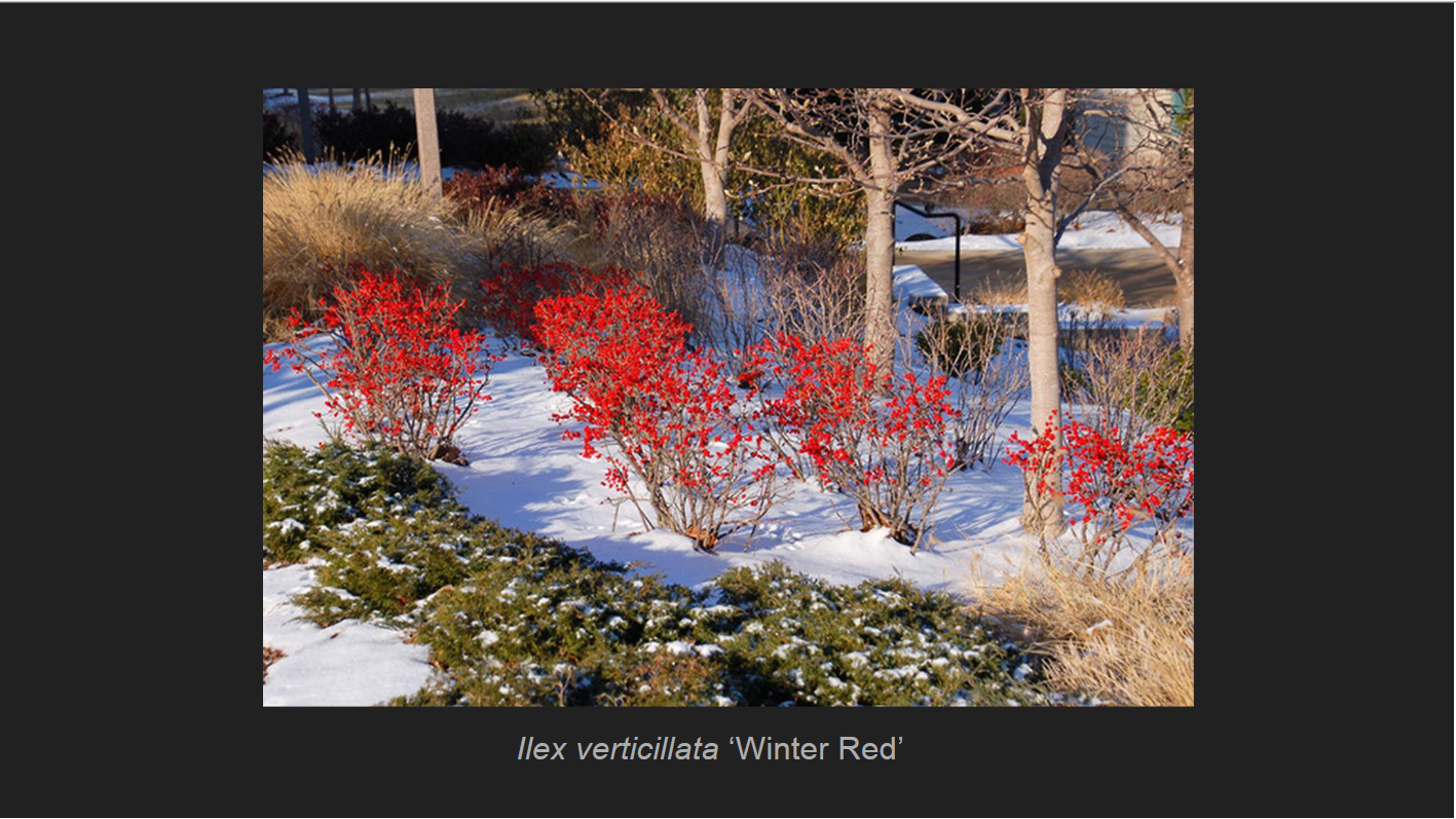 <p>Ilex verticillata</p><p>Winterberry</p>