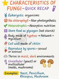<p>Multicellular, Eukaryotic, Heterotrophic (need to eat food), Have cell walls, Reproduce sexually &amp; asexually, Most are immobile, Most grow in soil</p>