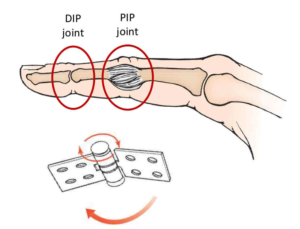 <p>Interphalangeal Joints</p>
