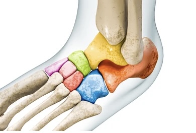 <p>Identify the bone.</p>
