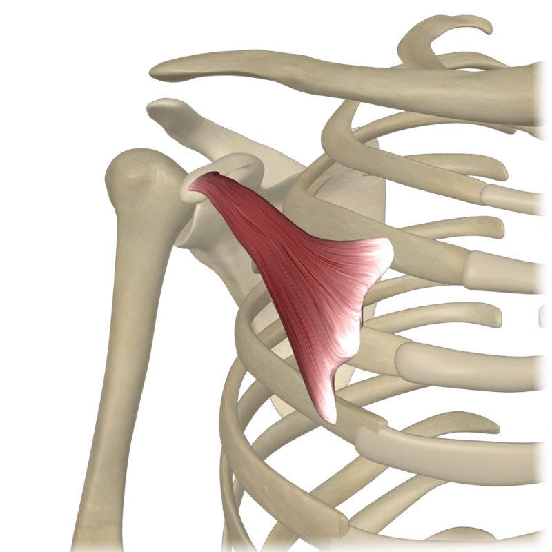 <p>What muscle is pictured</p>
