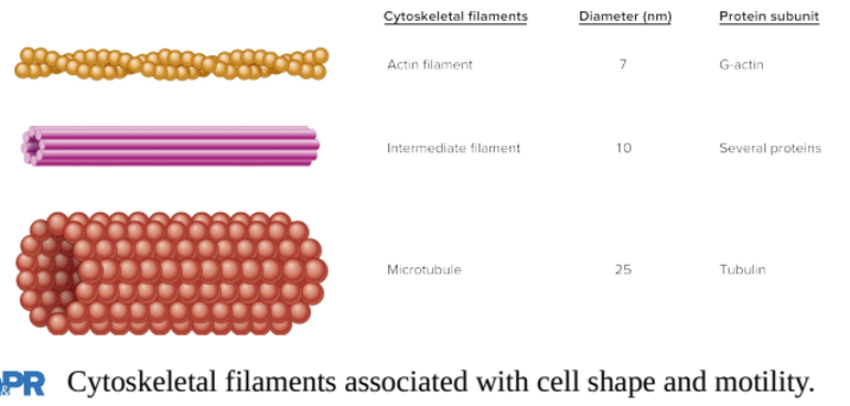 <p>Mirkofilamenter (Actin, cytokinese, diapedese, fagocytose</p><p>Intermediære filamenter ( Celle - celle, Celle - ekstracellulær matrix, Celle - organeller)</p><p>Microtubuli (Intracellulær transport, celledeling, base for cila og flagella)</p>