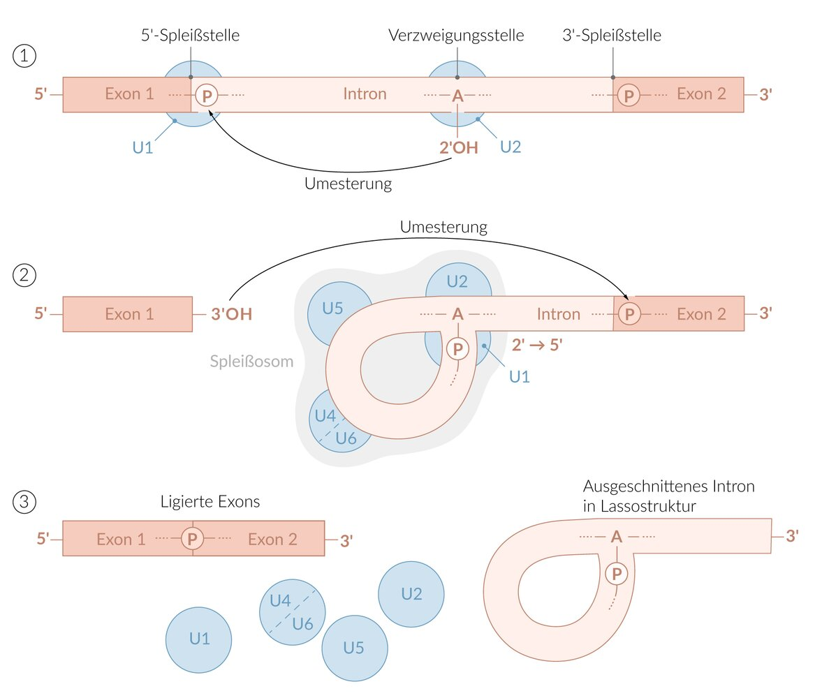 <p>D. Splicing of mRNA</p>