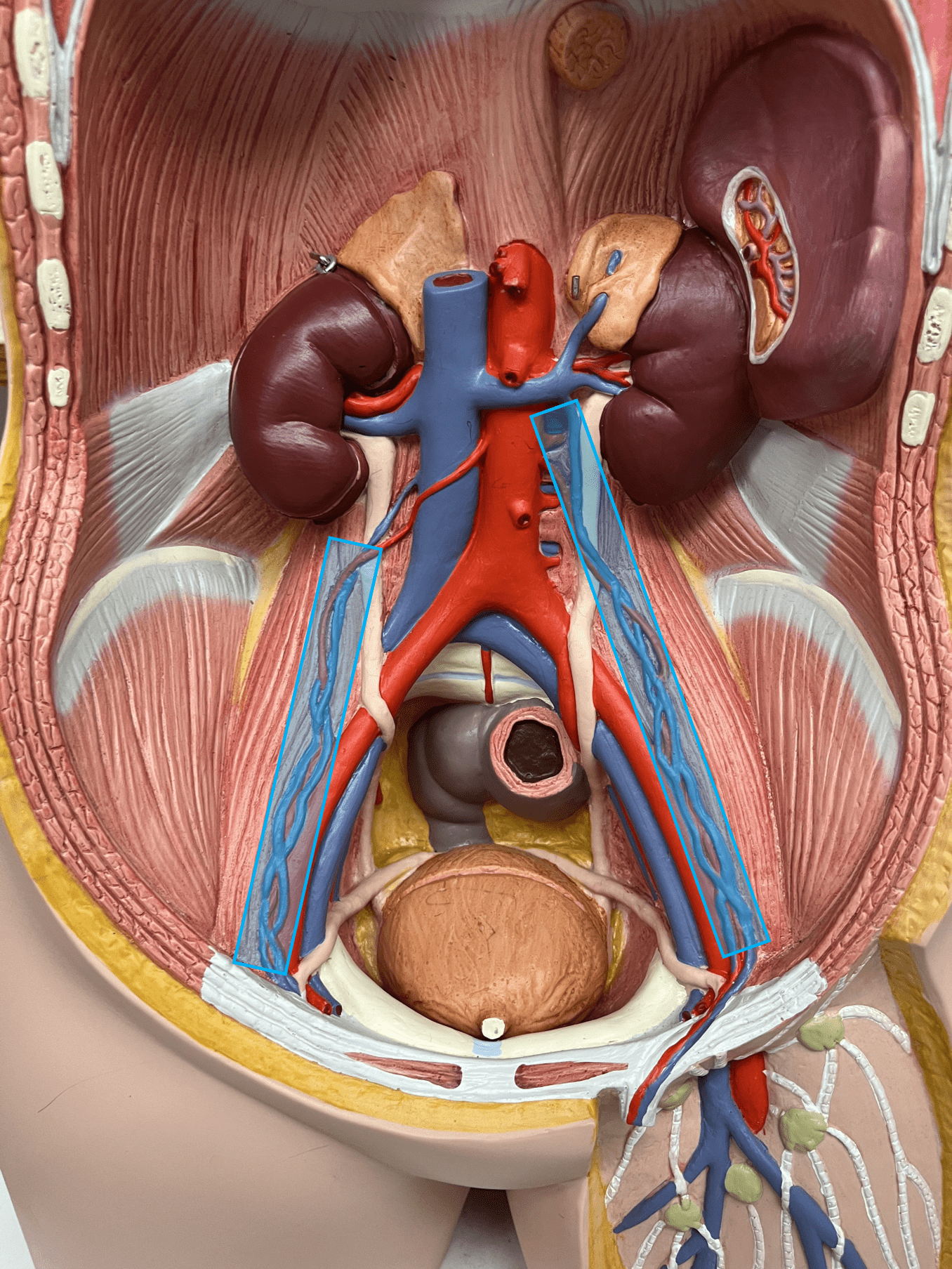 <p>• A vein of the abdomen.</p>
<p>• Drains the ovaries (female) or testes (male).</p>
<p>• Empties into the inferior vena cava (R.) or the L. renal vein (L.).</p>
<p>• On the inferior vena cava, inferior to the renal veins and superior to the lumbar veins (R.).</p>