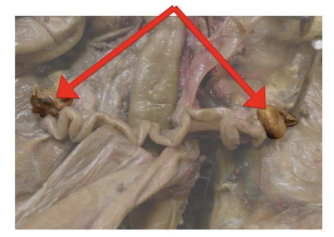 <p>Female gonads that produce eggs and sex hormones.</p>
