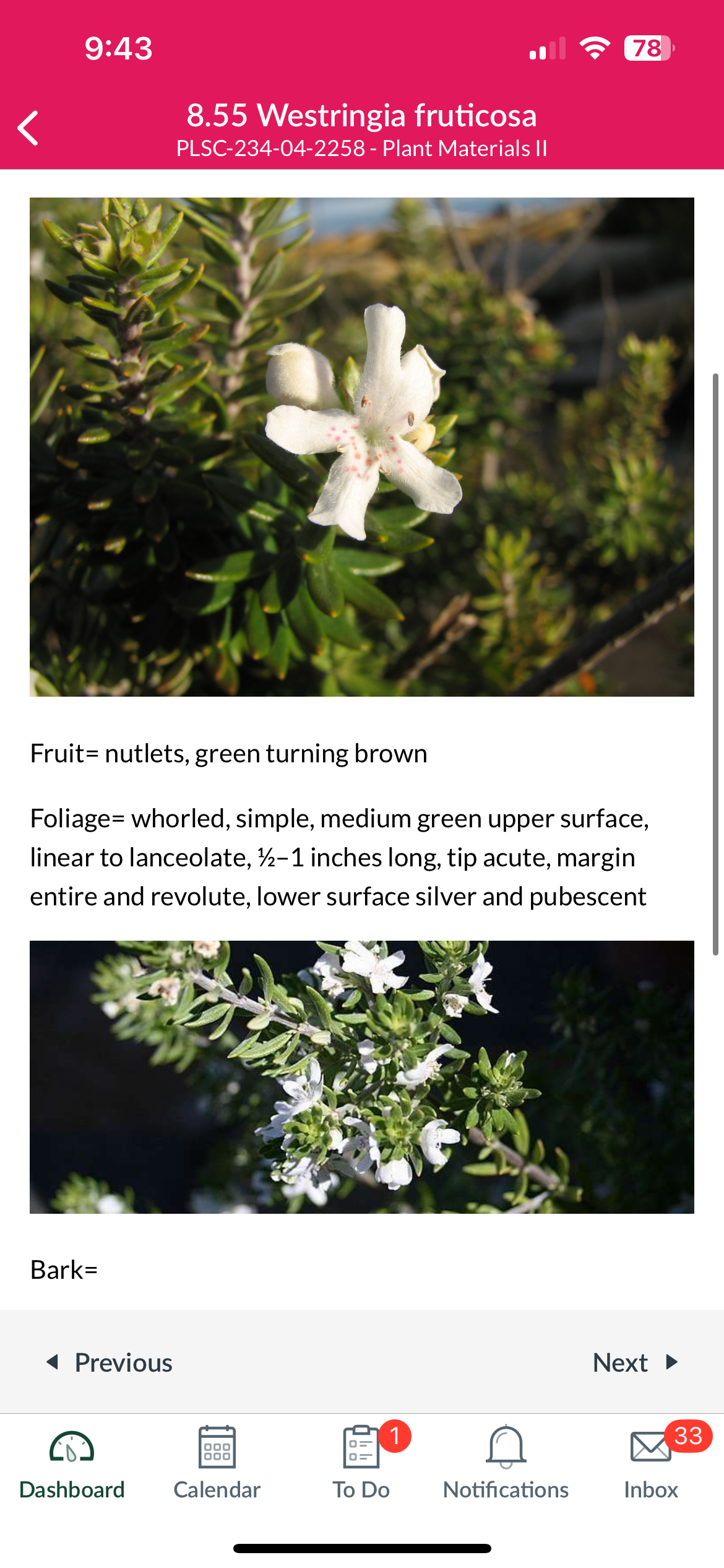 <p>Westringia fruticosa</p>