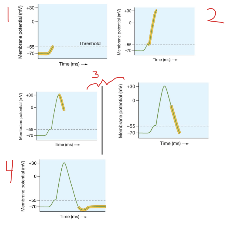 <ol><li><p><strong><em>Threshold</em></strong><em> </em>reached at -55 mV by local potential depolarizing axolemma.</p></li><li><p>activation gate for Na⁺ channels open in axon hillock (<strong><em>depolarization</em></strong>)</p></li><li><p>Inactivation gate for voltage-gated Na+ channels close, K⁺ channels stay open (<strong><em>repolarization</em></strong>). voltage-gated Na+ channels at resting stage.</p></li><li><p>voltage-gated K+ channels may release additional K+ ions before returning to at resting stage (<strong><em>hyperpolarization</em></strong>). <strong>Resting polarization </strong>is restored in this segment of the axolemma.</p></li></ol><p></p>