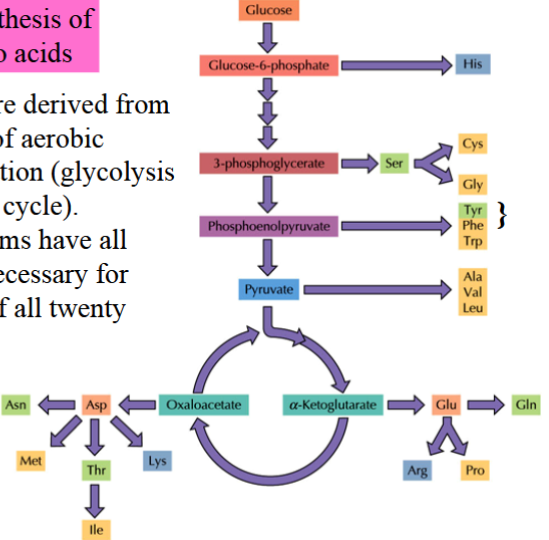 <p>amino acids are derived from intermediates of aerobic cellular respiration (glycolysis and CAC)</p><p>there are twenty main amino acids</p><p>not all organisms have the enzymes necessary for synthesis of all twenty AAs</p><p>essential AAs must be obtained through diet</p><p>nonessential AAs can be synthesized (by humans)</p>