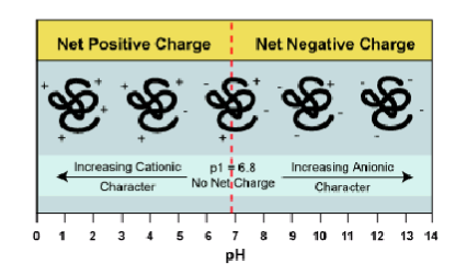 <p>pI of a protein is the pH at which the protein had no net charge → can be determined experimentally</p><p>if pI is less than pH the protein is NEGATIVELY charged</p><p>if pI is more than pH the protein is POSITIVELY charged</p><p>charge on protein depends on pI and pH of the buffer in ion exchange resins</p><p>anion exchange resins: DEAE sepharose, Q sepharose, bead-linker quaternary amine</p><p>cation exchange resin: CM CH2-COOH, SP CH2SO3H</p>