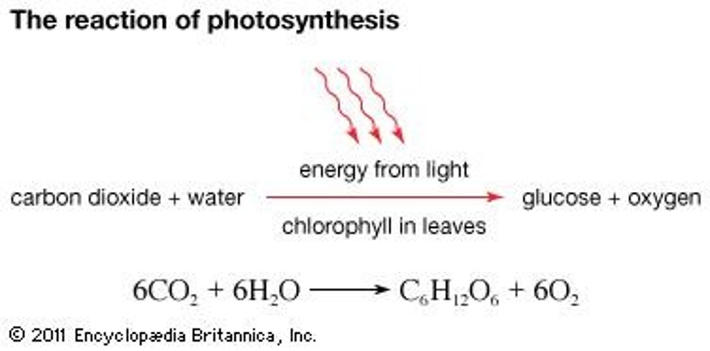 <p>Endergonic reaction (anabolic), as it requires energy to synthesize glucose from CO2 and H2O.</p>