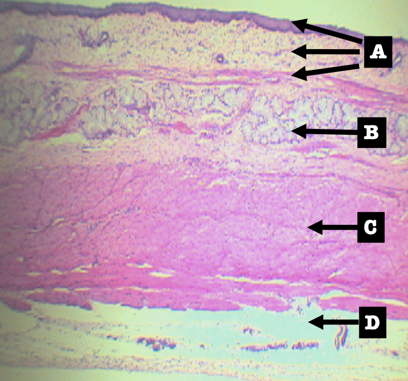 <p><strong><span>Layers of Esophagus</span></strong></p><p><span>A. Mucosa</span></p><p><span>B. Submucosa</span></p><p><span>C. Tunica muscularis </span></p><p><span>D. Tunica adventita</span></p>