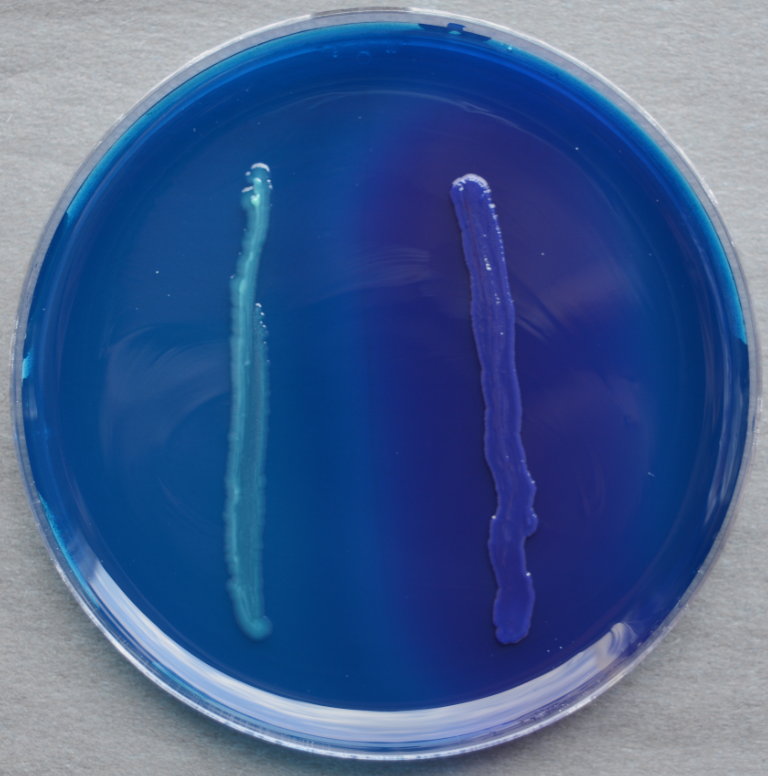 <p>Name this test</p><p>Which side is positive</p><p>Name the organism</p>