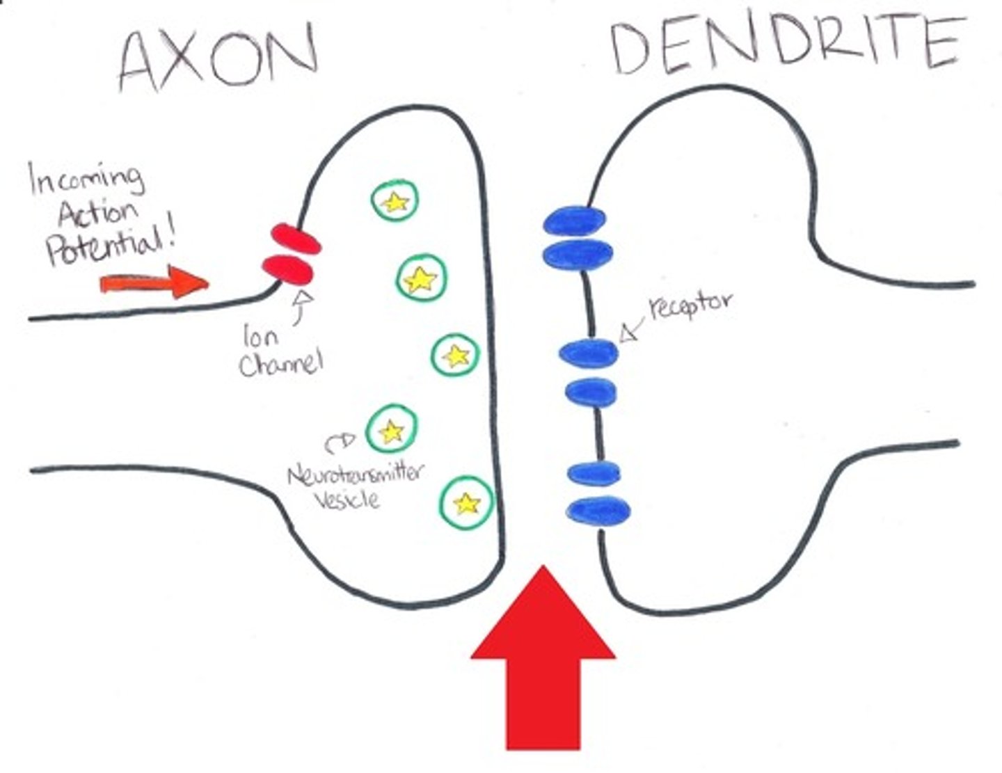 <p>a gap into which neurotransmitters are released from the axon terminal</p>