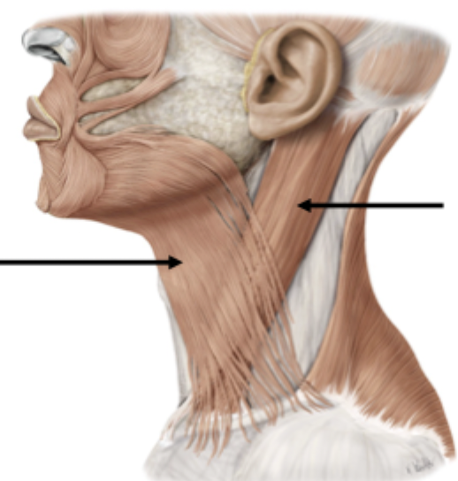 <p>Superficial anterior neck muscles</p>