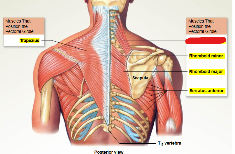 <p>What muscle is this?</p>