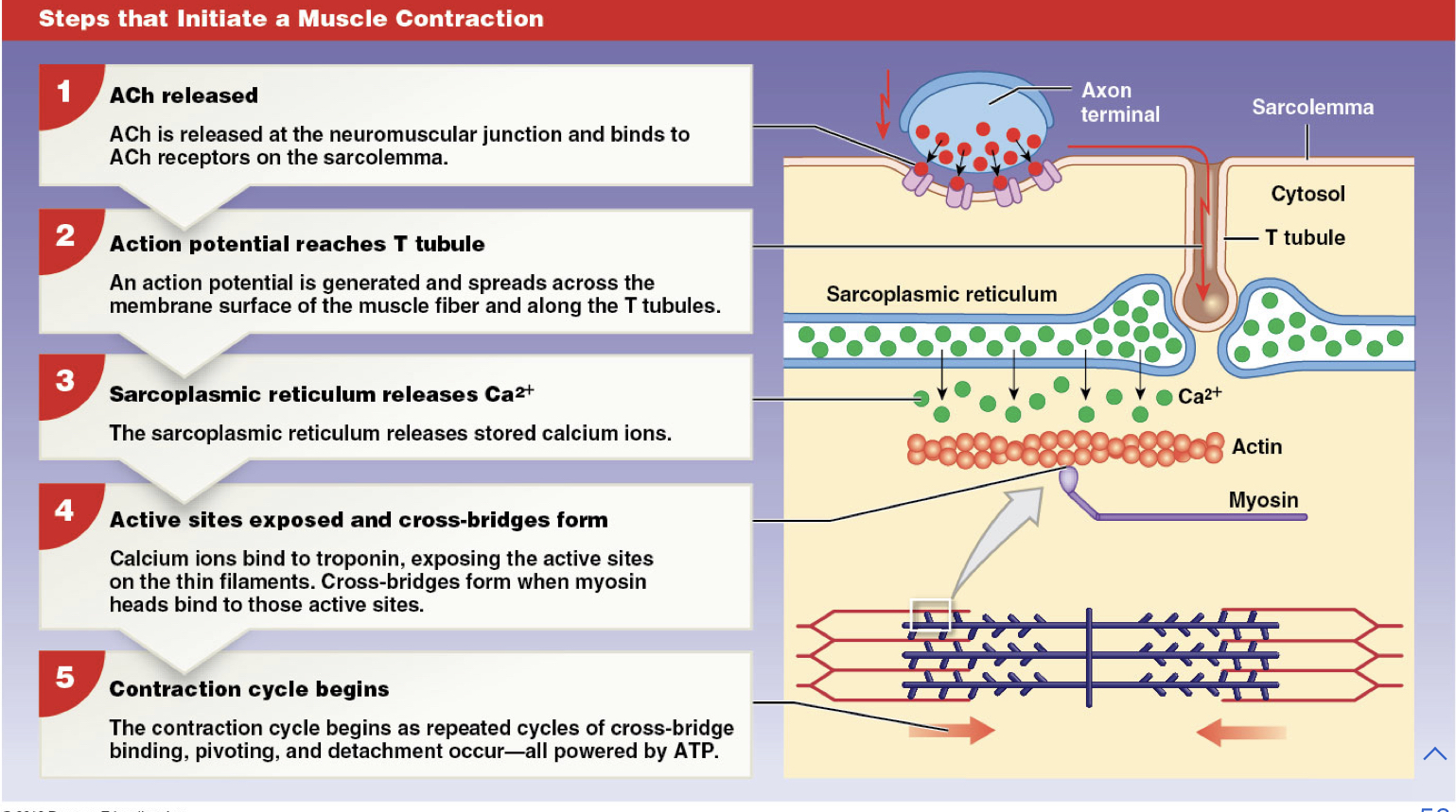 Ca+2 binds troponin moving tropomyosin

Myosin head attached to actin

Heads pull actin 

Myosin head detach when ATP binds