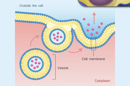 <p>cell activity transports molecules out of the cell into extracellular space</p><ul><li><p>vesicles containing molecules are transported from within cell to cell membrane</p></li><li><p>vesicle membrane attaches to the cell membrane</p></li><li><p>fusion of vesicle membrane with the cell membrane releases vesicle contents outside the cell</p></li><li><p>cell membrane has grown larger</p></li></ul><p></p>