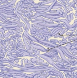 <p>what is this tissue</p>