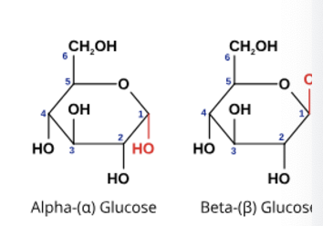 <p>glucose, galactose (milk)</p>