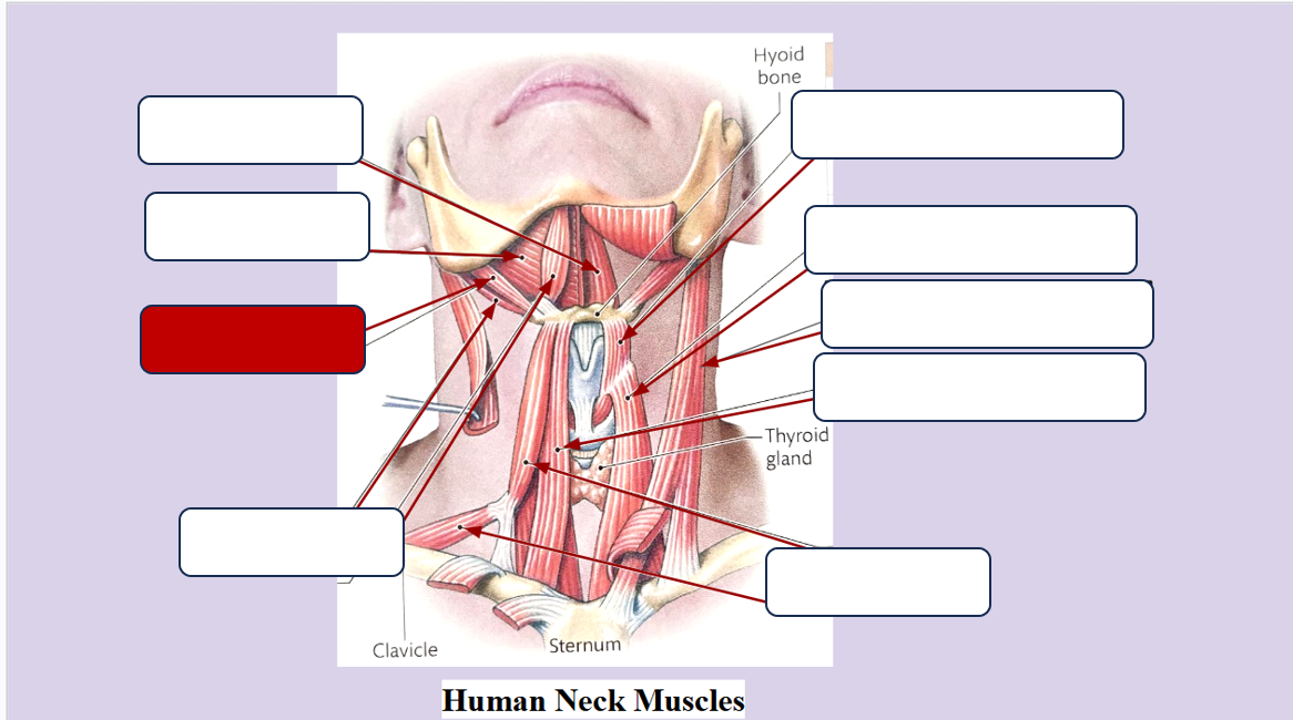 <p>Label the muscle</p>