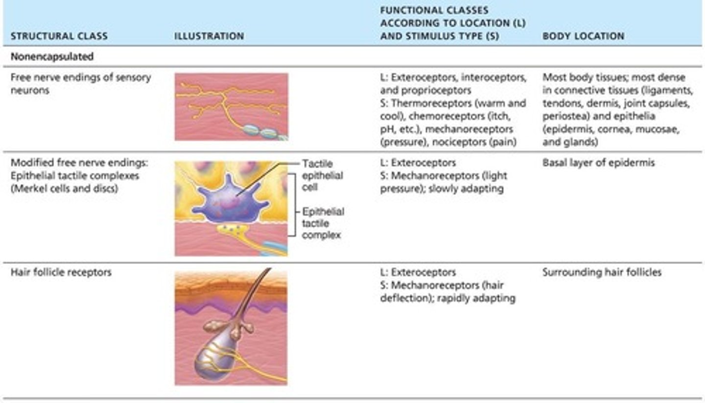 <p>By type of stimulus, body location, and structural complexity.</p>