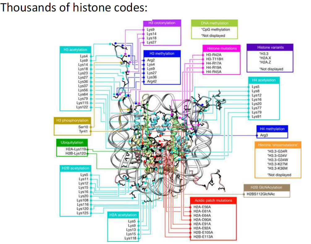 <p><strong>Diversity</strong><br> There are thousands of possible histone codes<br> Different combinations of PTMs on histone tails create diverse regulatory signals</p>