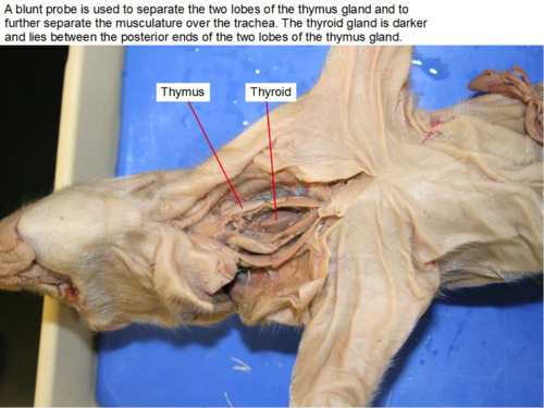 a lymphoid organ situated in the neck of vertebrates that produces T cells for the immune system.

