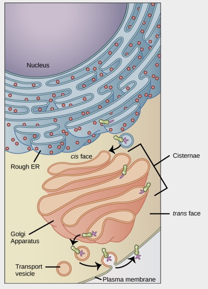 <ol><li><p>nuclear envelope</p></li><li><p>lysosomes</p></li><li><p>vesicles</p></li><li><p>endoplasmic reticulum</p></li><li><p>golgi apparatus</p></li><li><p>*technically the plasma membrane</p></li></ol>