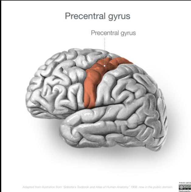 <p>control of voluntary movements, such as walking, running, and grasping; primary motor cortex</p>