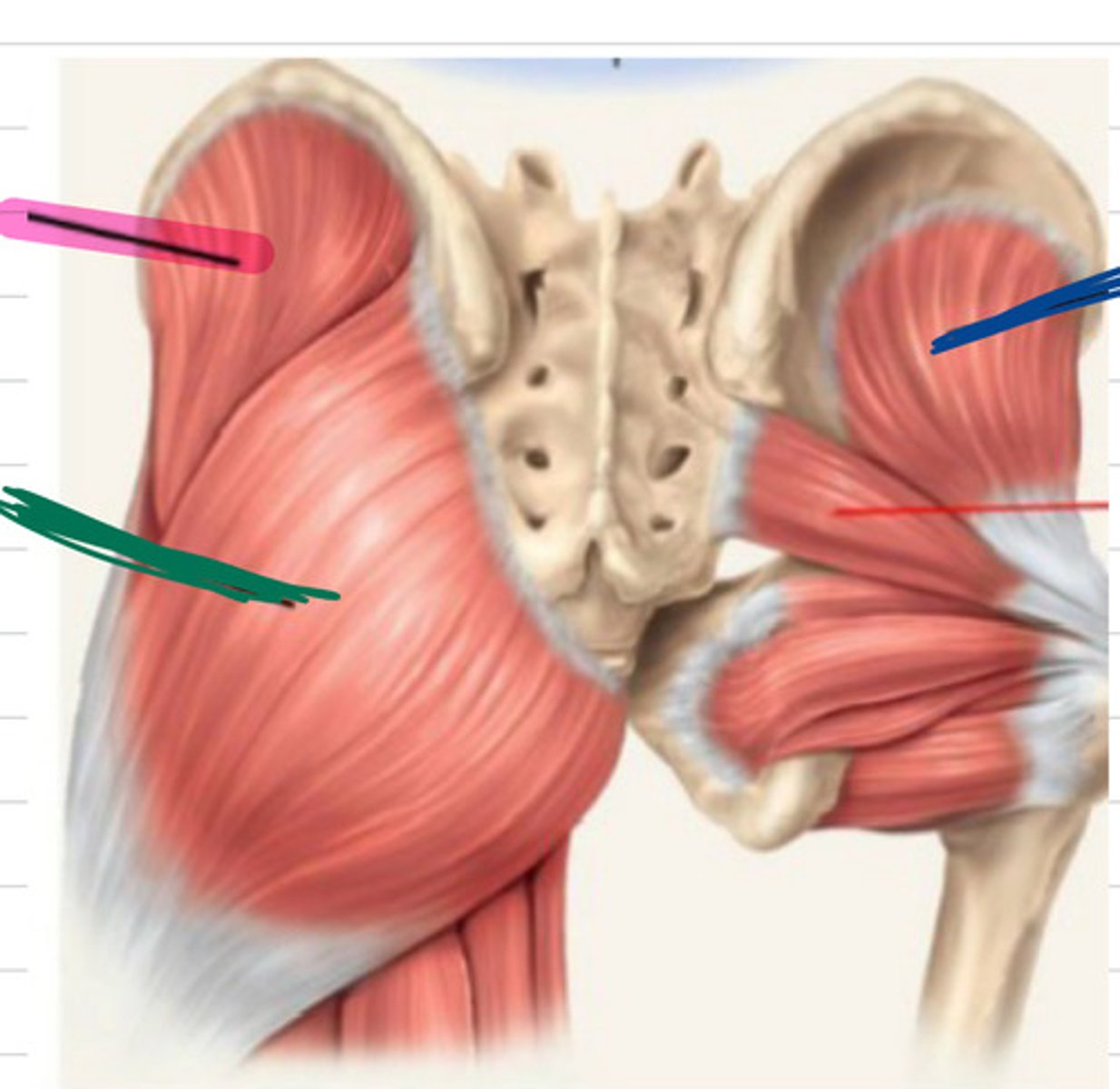 <p>blue, function and innervation</p>