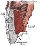 <p>Origin: Ribs 5-12</p><p>Insertion: Iliac crest and pubic tubercle</p><p>Action: <span>Flexion and contralateral rotation of the tors</span></p>