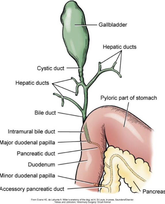 <p>- Dogs: Enters duodenum adjacent to the pancreatic duct at the major duodenal papilla</p><p>- Cats: Pancreatic duct joins the common bile duct and enters duodenum at major duodenal papilla (Only 20% have an accessory pancreatic duct)</p>