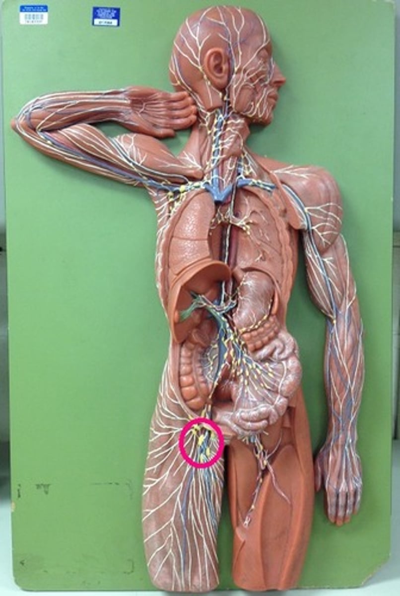 <p>located in the inguinal (groin) area of the lower abdomen</p>