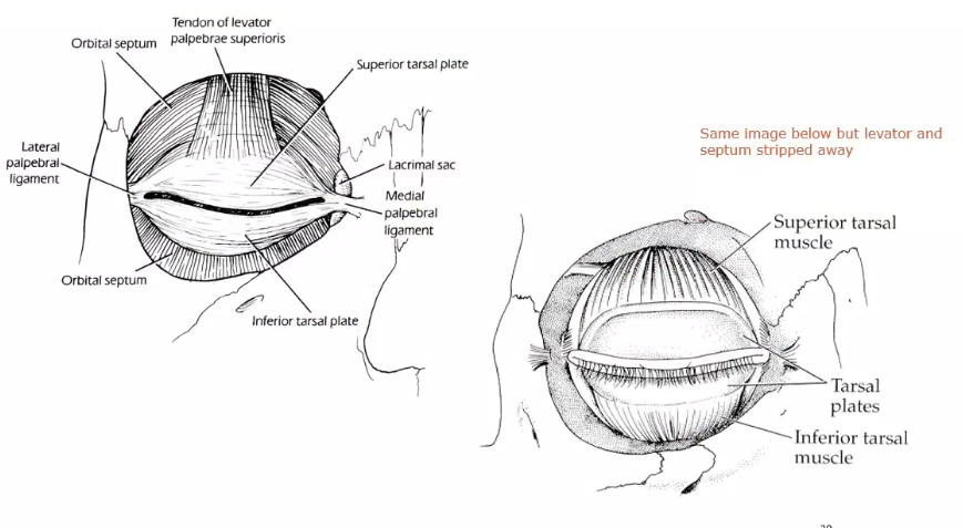 <p>these are just underneath the levator muscle </p><p>smaller and smoother </p><p>attaches to levator muscle </p><p></p>