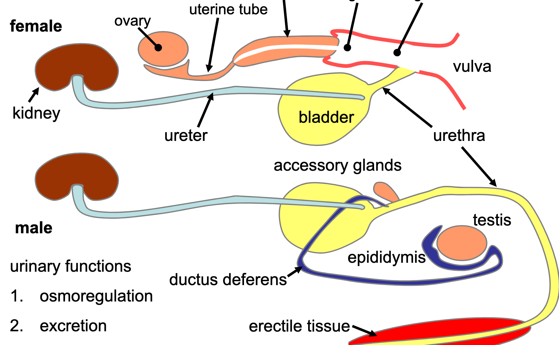 the system that includes all organs involved in reproduction and in the formation and voidance of urine