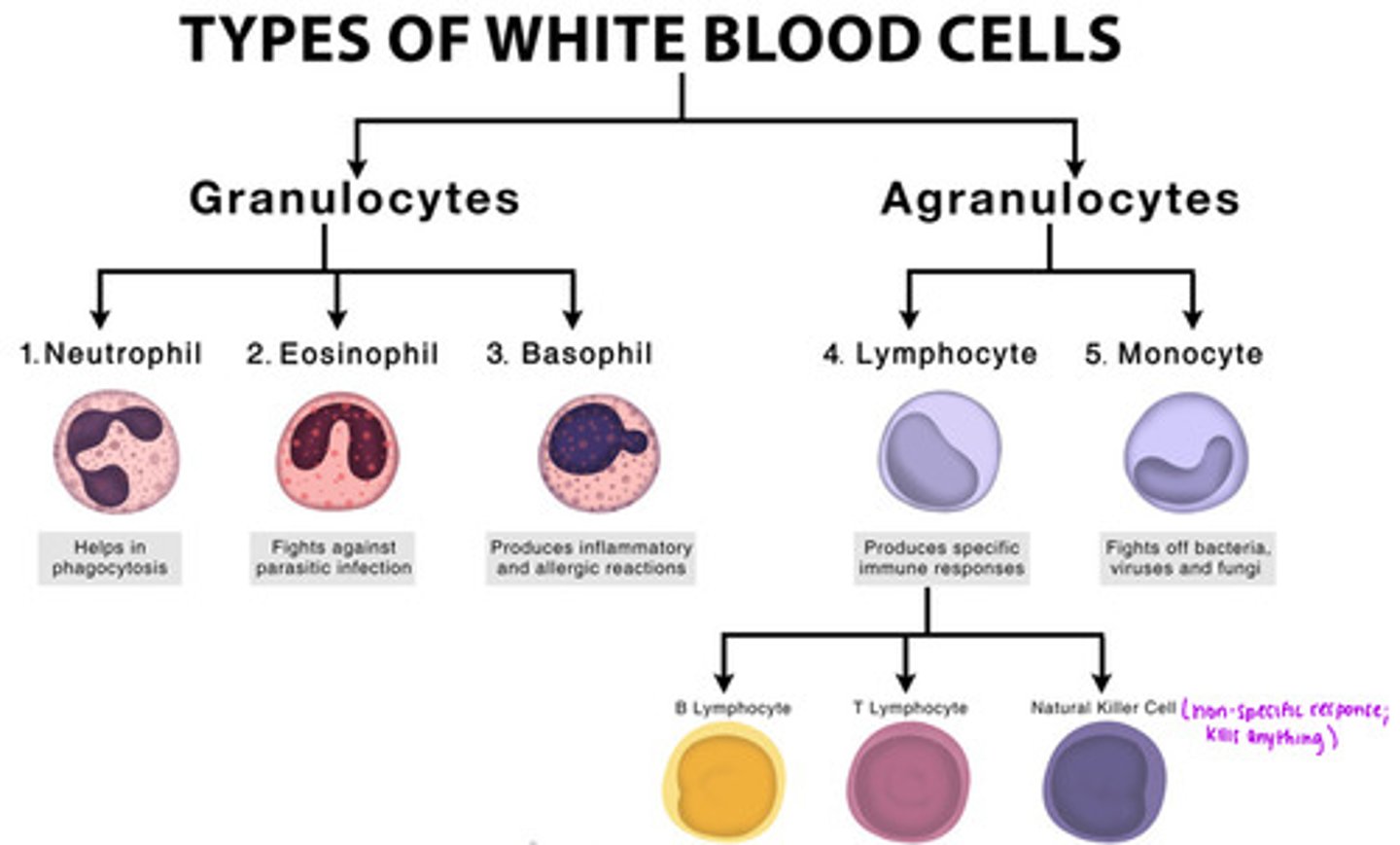 <p>1. Granulocytes</p><p>2. Agranulocytes</p>